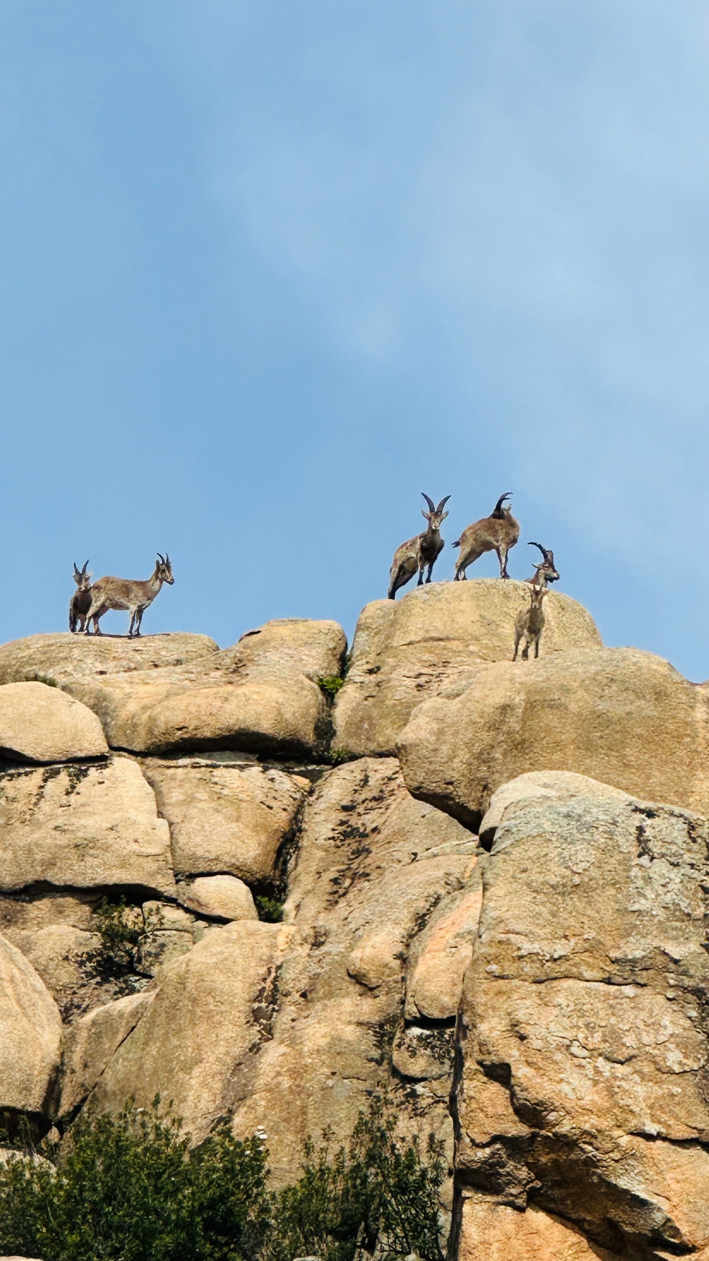 Sunday, 23 March - Hiking - Collado de la Cueva - La Pedriza. Manzanares el Real. Medium Level, 8km