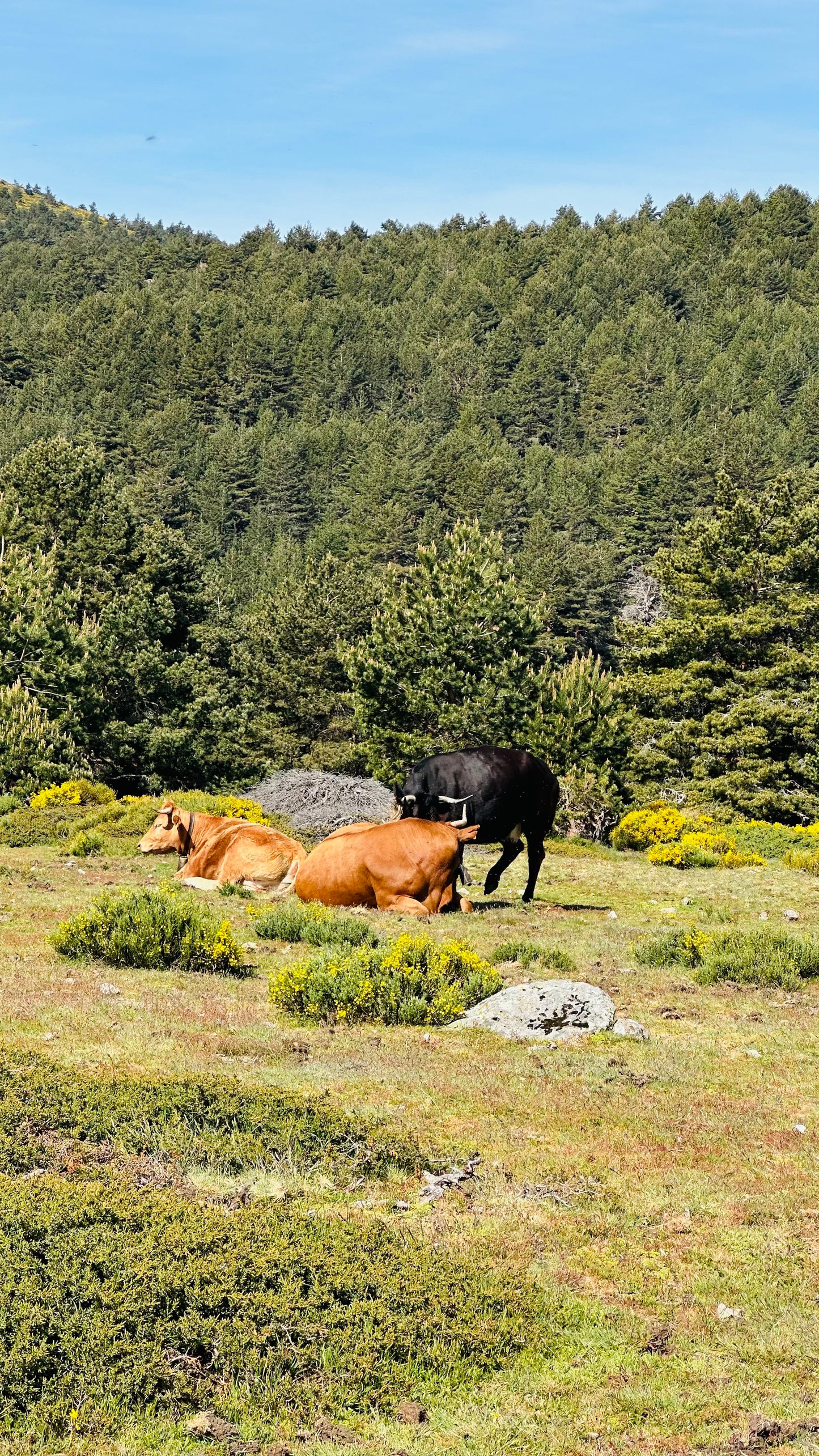 Sunday 17 August - Ruta de Agua. Puerto de Cotos. Mittelschweres Niveau