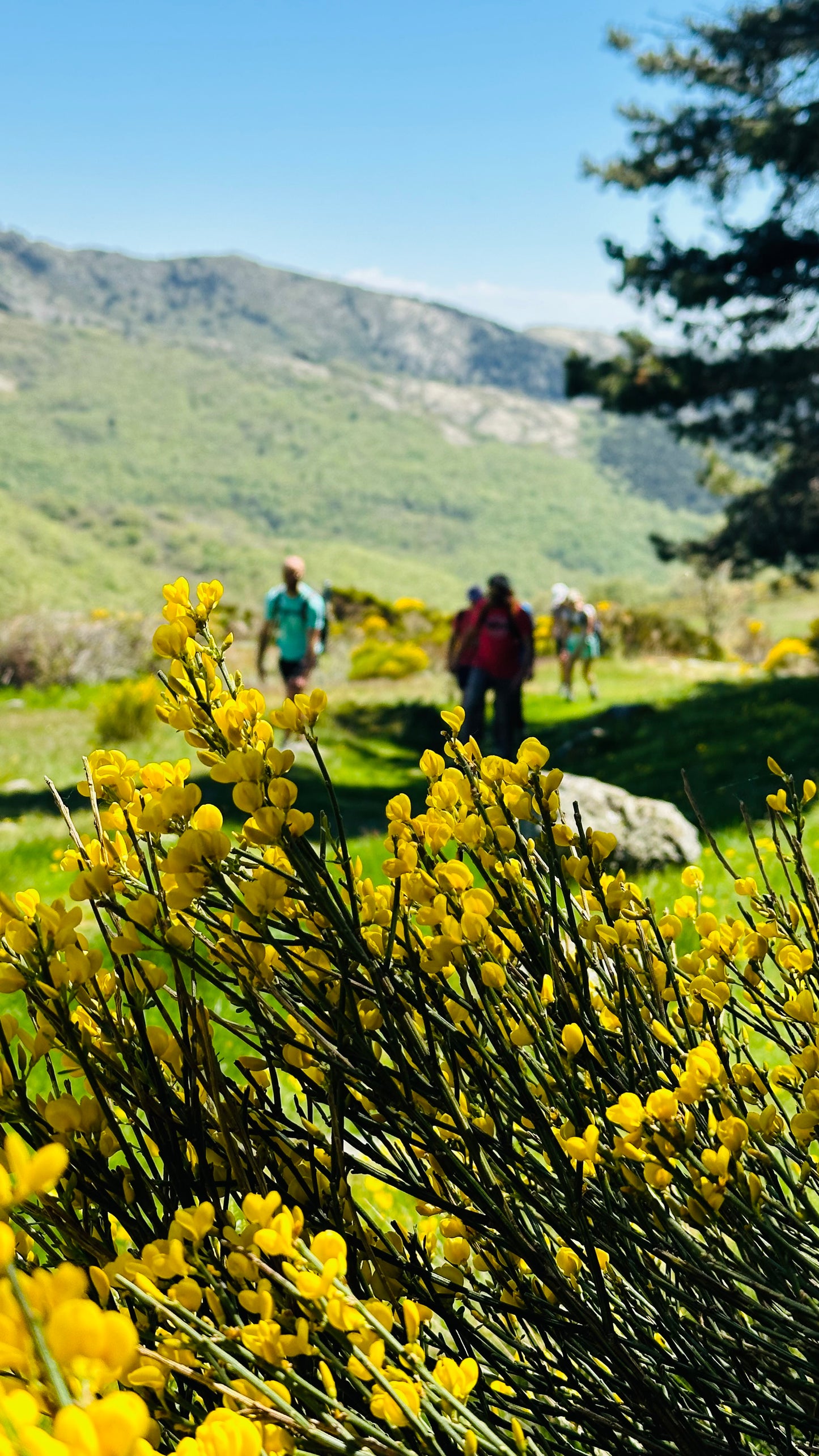 Sábado 6 de julio. Senderismo. 7 Picos ( 7 picos ) - Collado Ventoso. 12KM. Nivel dificil