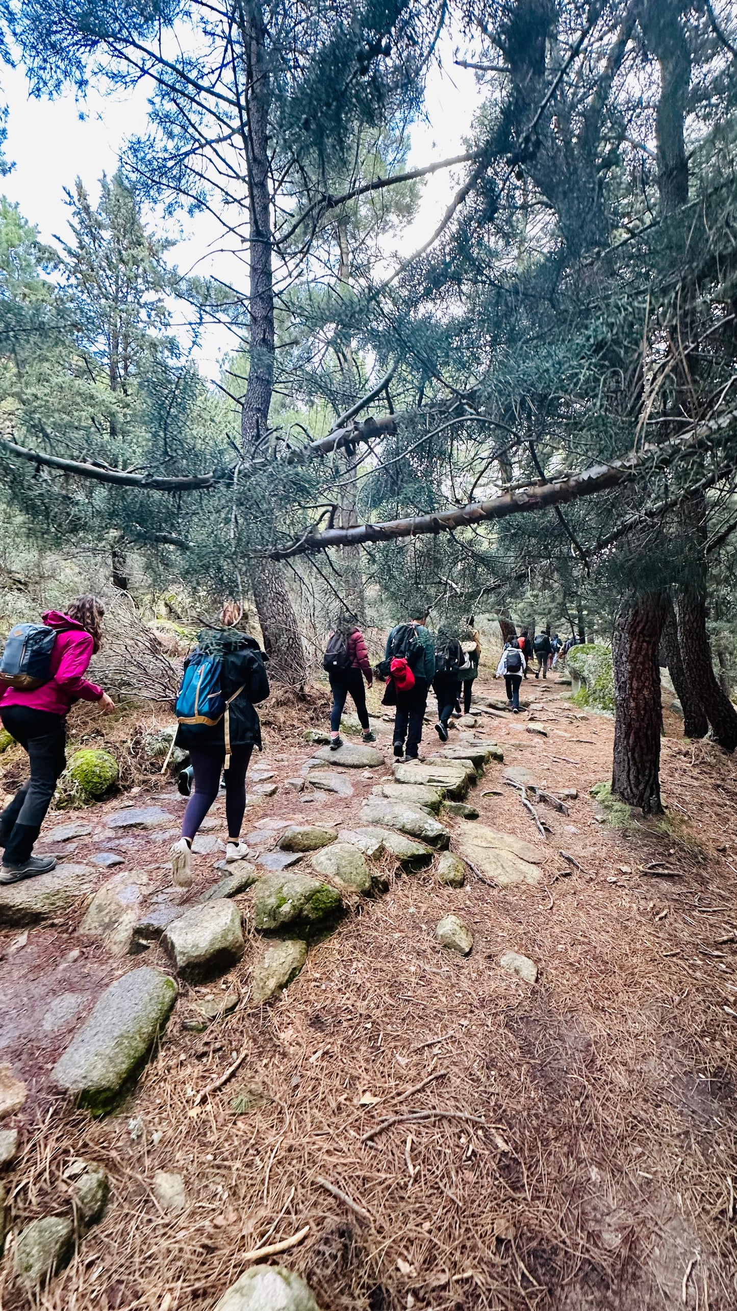 Firday 1st Nov. Hiking. Refugio Giner de los Ríos - La pedriza. Manzanares El Real. 15KM. Medium Level