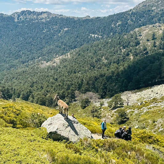 Saturday 7th sep: Hiking - Bola del Mundo - Maliciosa Peak. 15km. Hard Level