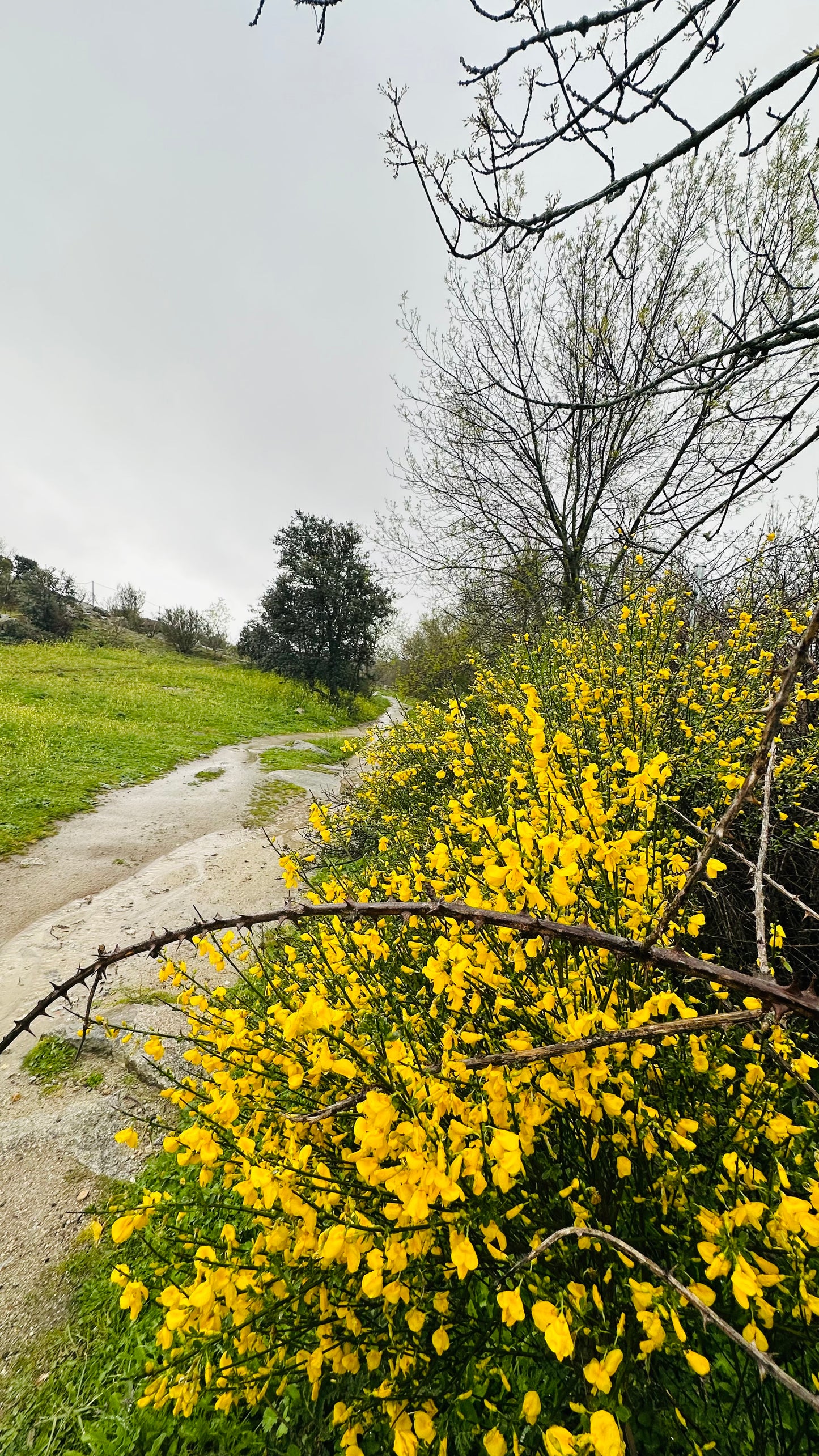 Sunday 27th Oct 🍂 Autumn fall Hike 🍁 Collado mediano. Nature and Old Ruins. 10KM Basic Level