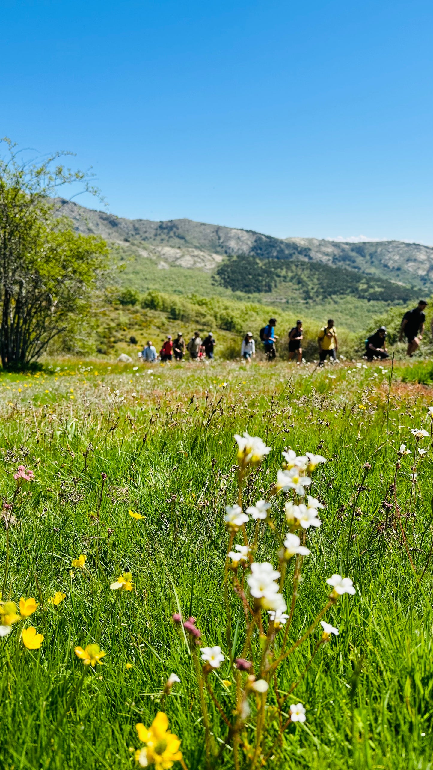 Sábado 6 de julio. Senderismo. 7 Picos ( 7 picos ) - Collado Ventoso. 12KM. Nivel dificil