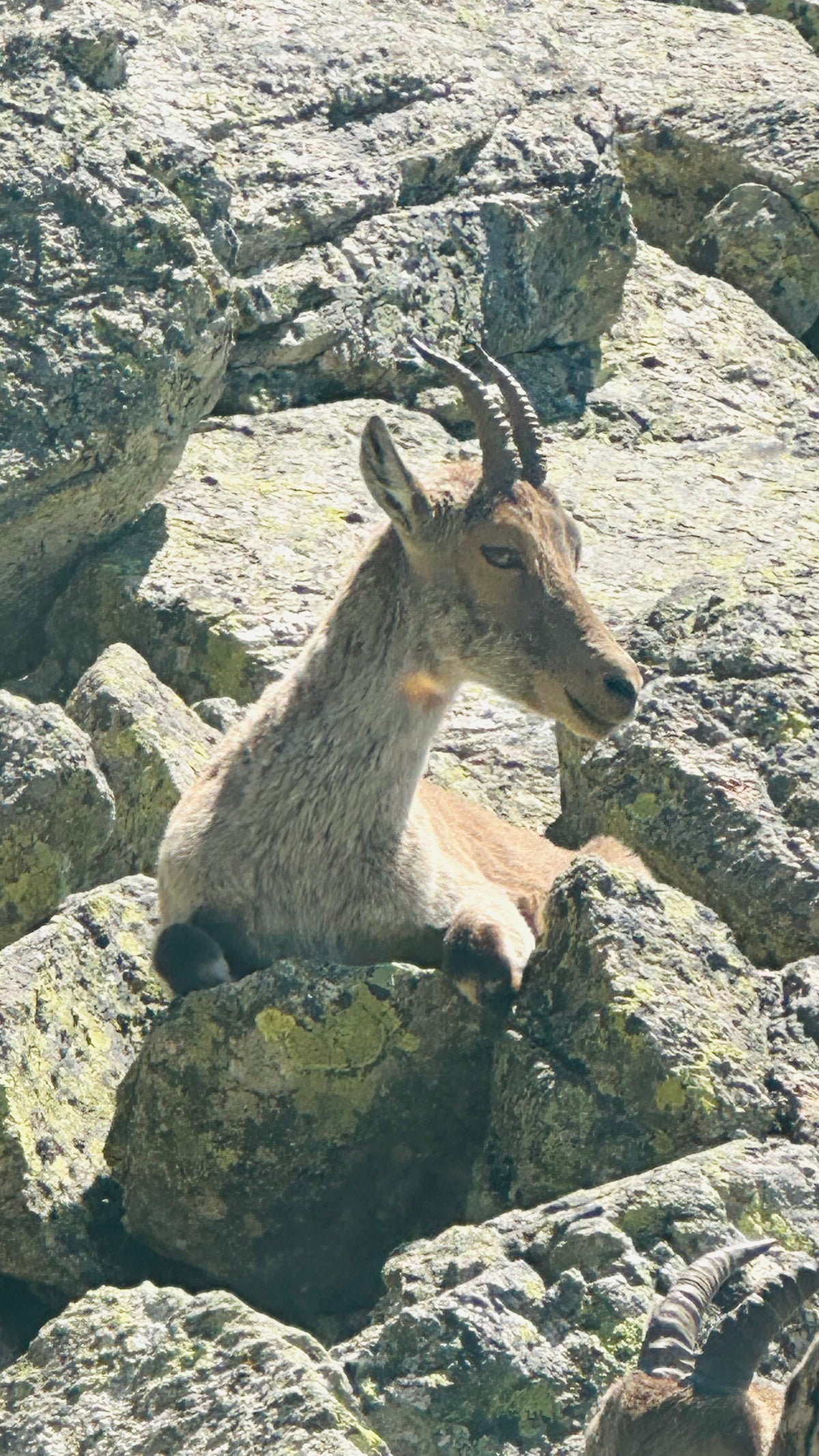 La Maliciosa from Puerto de Navacerrada