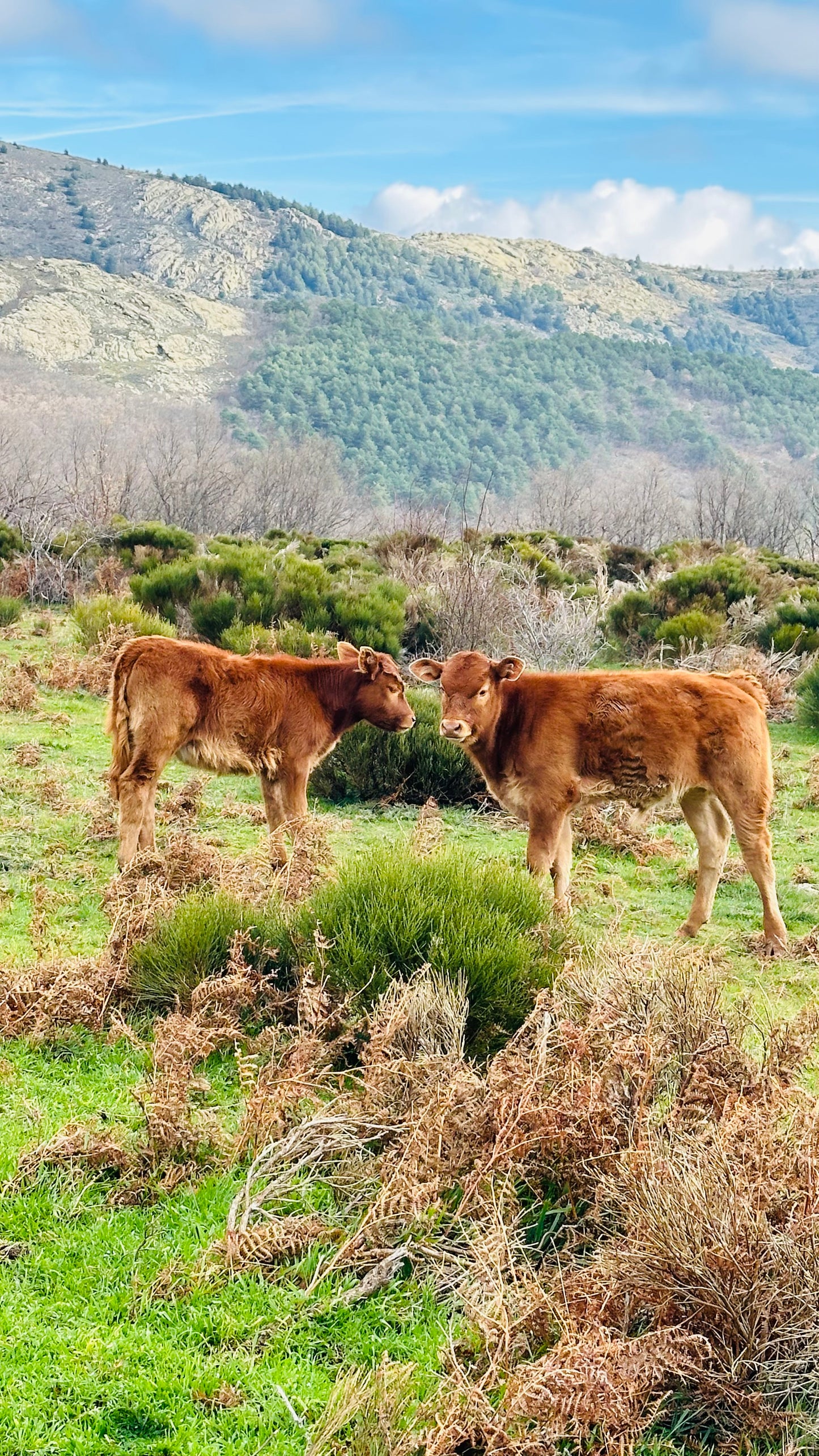 Sábado 6 de julio. Senderismo. 7 Picos ( 7 picos ) - Collado Ventoso. 12KM. Nivel dificil