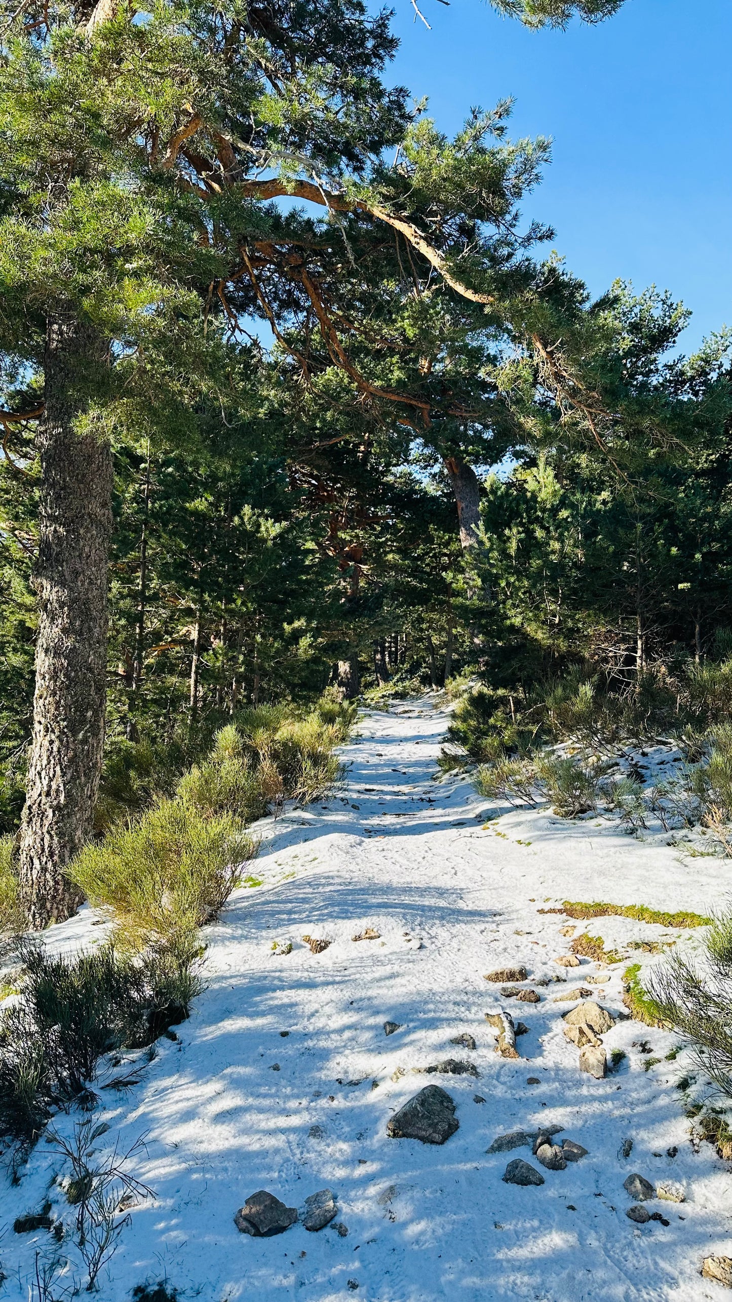 Camino Schmid from Puerto de Navacerrada to Cercedilla