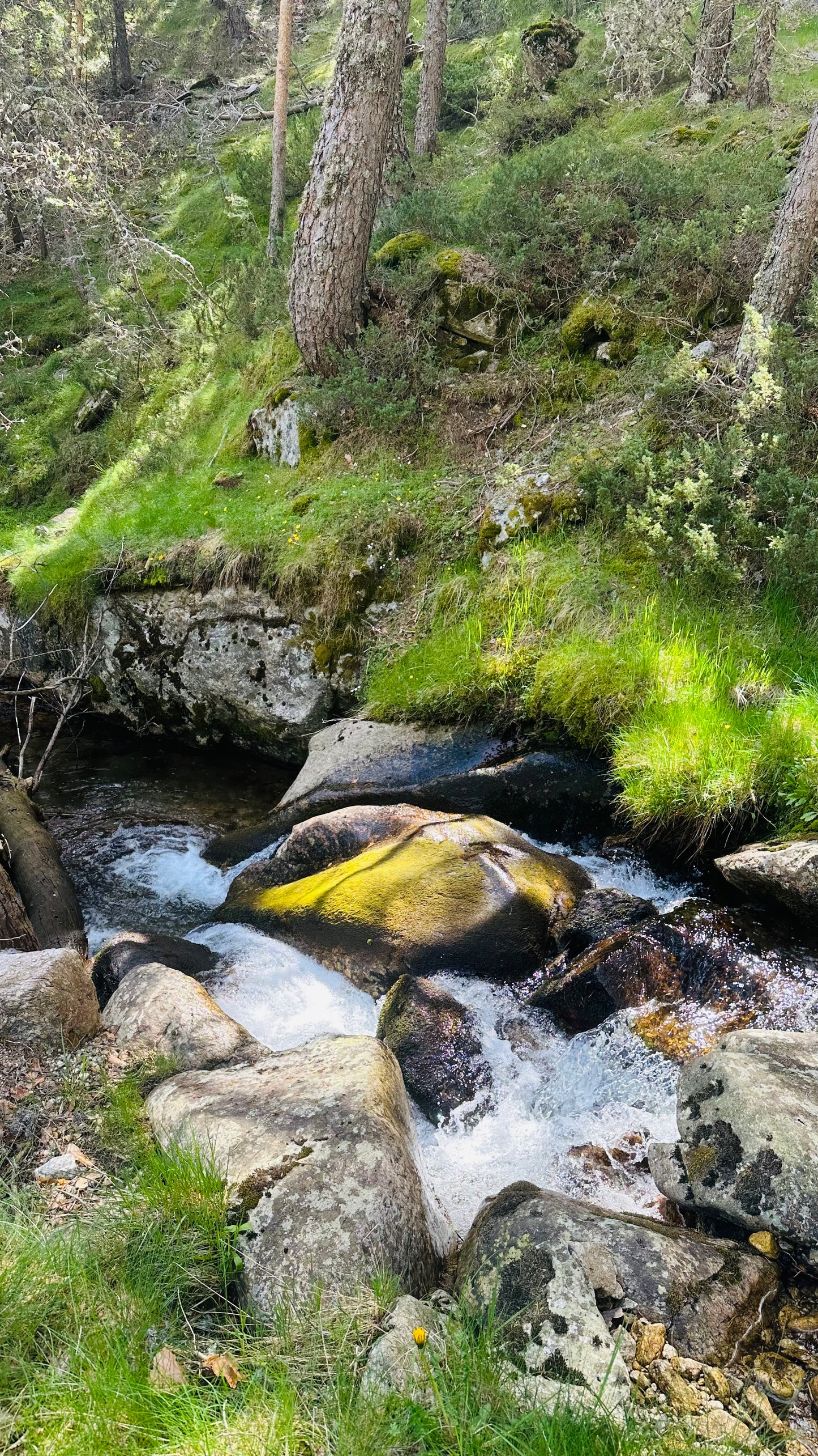 Domingo 14 de julio. Senderismo - Ruta de Agua. Puerto de Cotos. Nivel medio duro