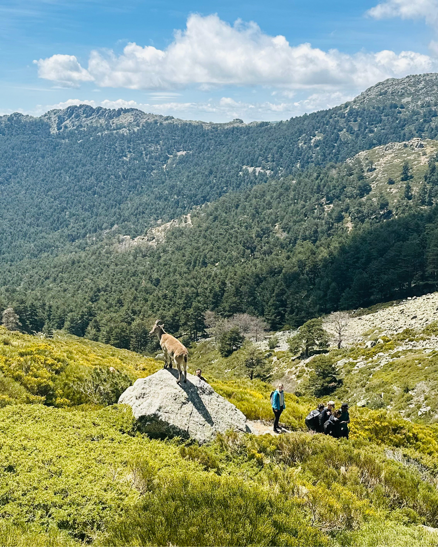 Saturday 7th sep: Hiking - Bola del Mundo - Maliciosa Peak. 15km. Hard Level